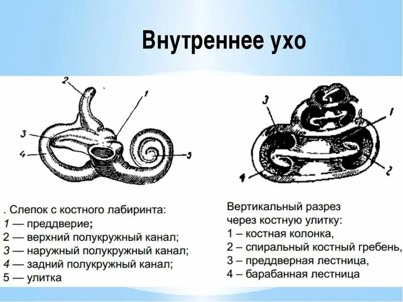 Внутреннее ухо улитка анатомия. Из чего состоит внутреннее ухо. Строение внутреннего уха физиология. Внутреннее ухо позвоночных. Внутреннее ухо 8