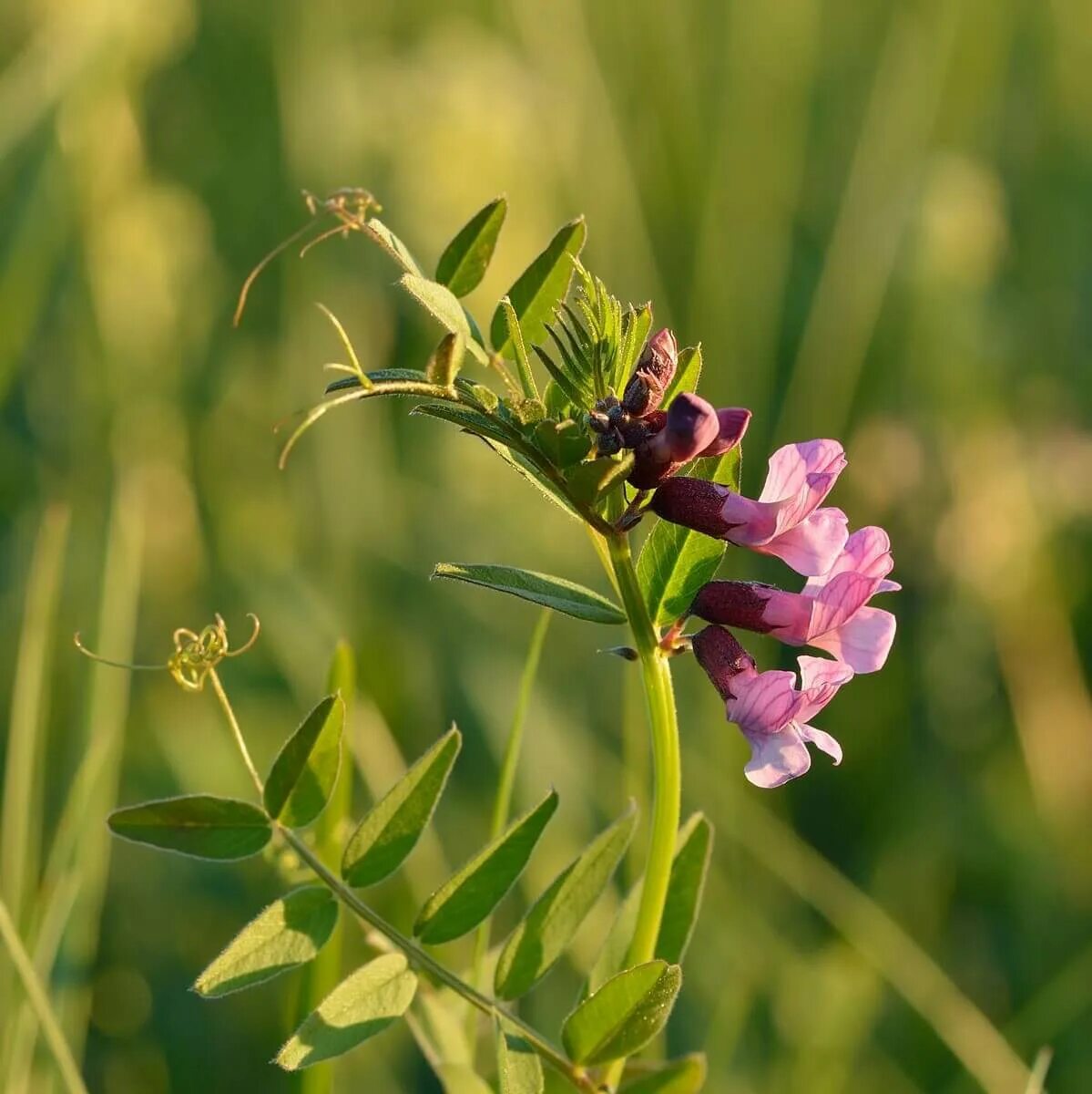 Vicia sepium – горошек заборный. Горошек Вика заборный. Семейство бобовые горошек заборный. 20. Горошек заборный (Vicia sepium). Горошек растение виды