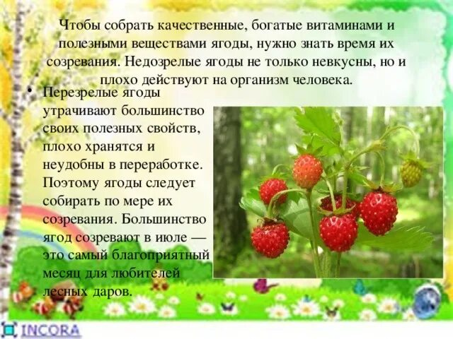 Сокол для ягодки. Информация про Лесные ягоды. Лесная ягода сообщение. Летом созревают ягоды. Лесные ягоды для детей.
