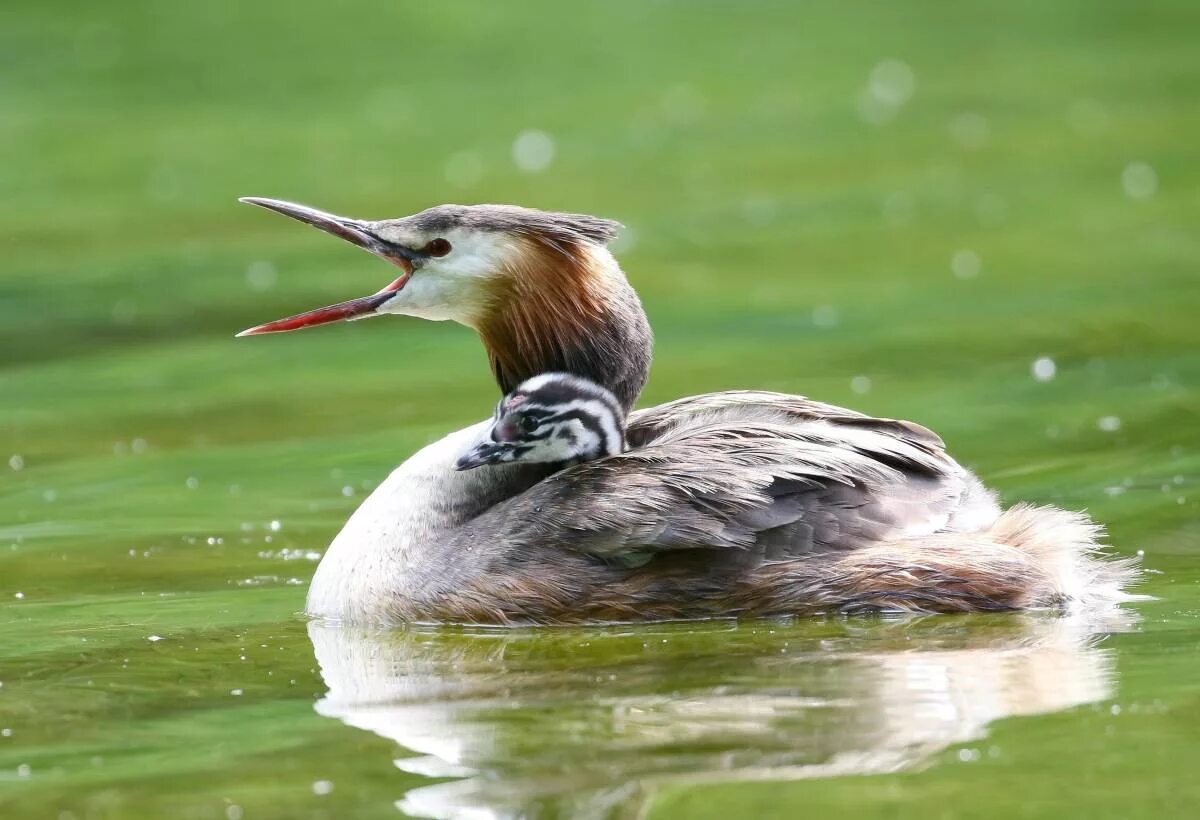 Чомга поганка. Нырок чомга. Чомга (Podiceps cristatus). Большая поганка чомга. Поганка питание