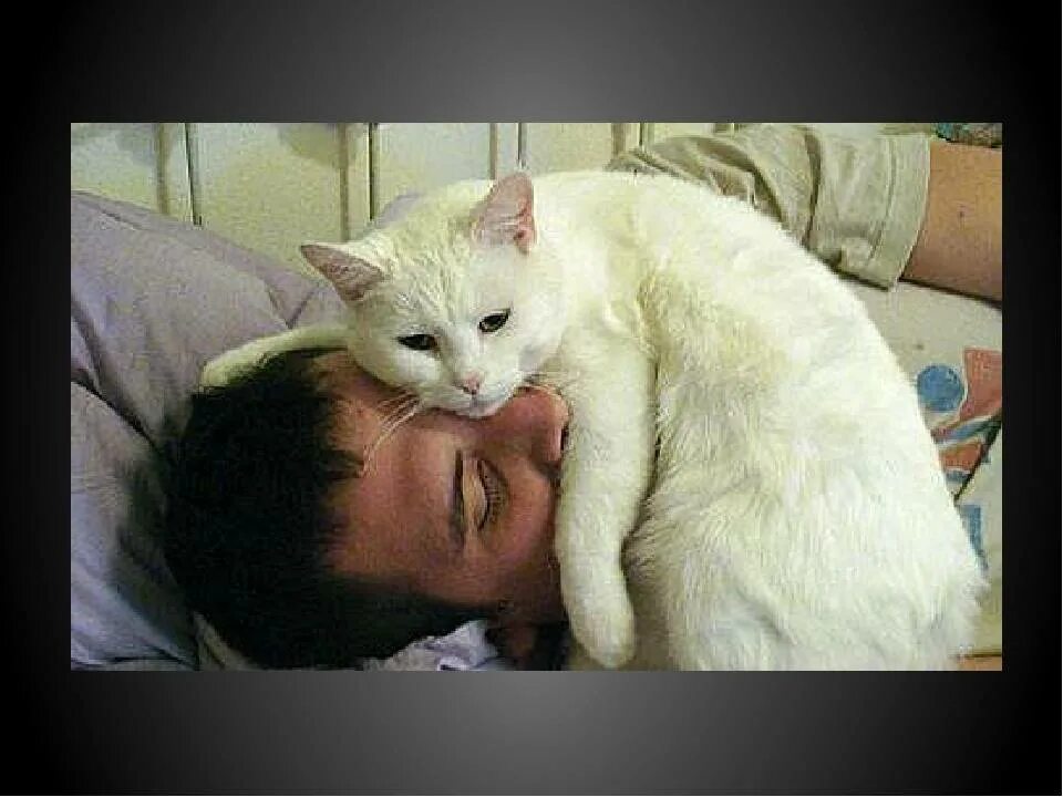 Кошка и хозяин. Кот будит хозяина. Human warm