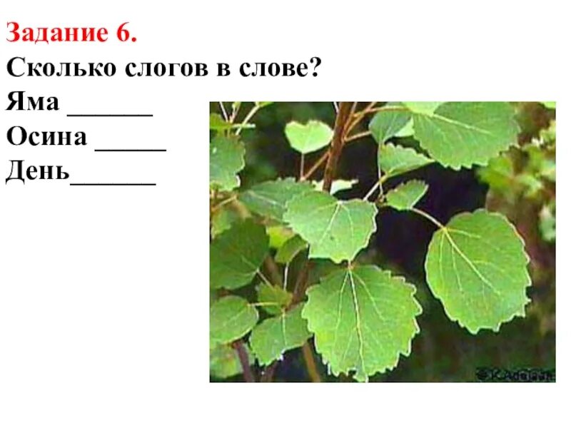 Утюг лист осина количество слогов в словах. Осина на слоги. Осина сколько слогов. Сколько слогов в слове осина. Осина схема.