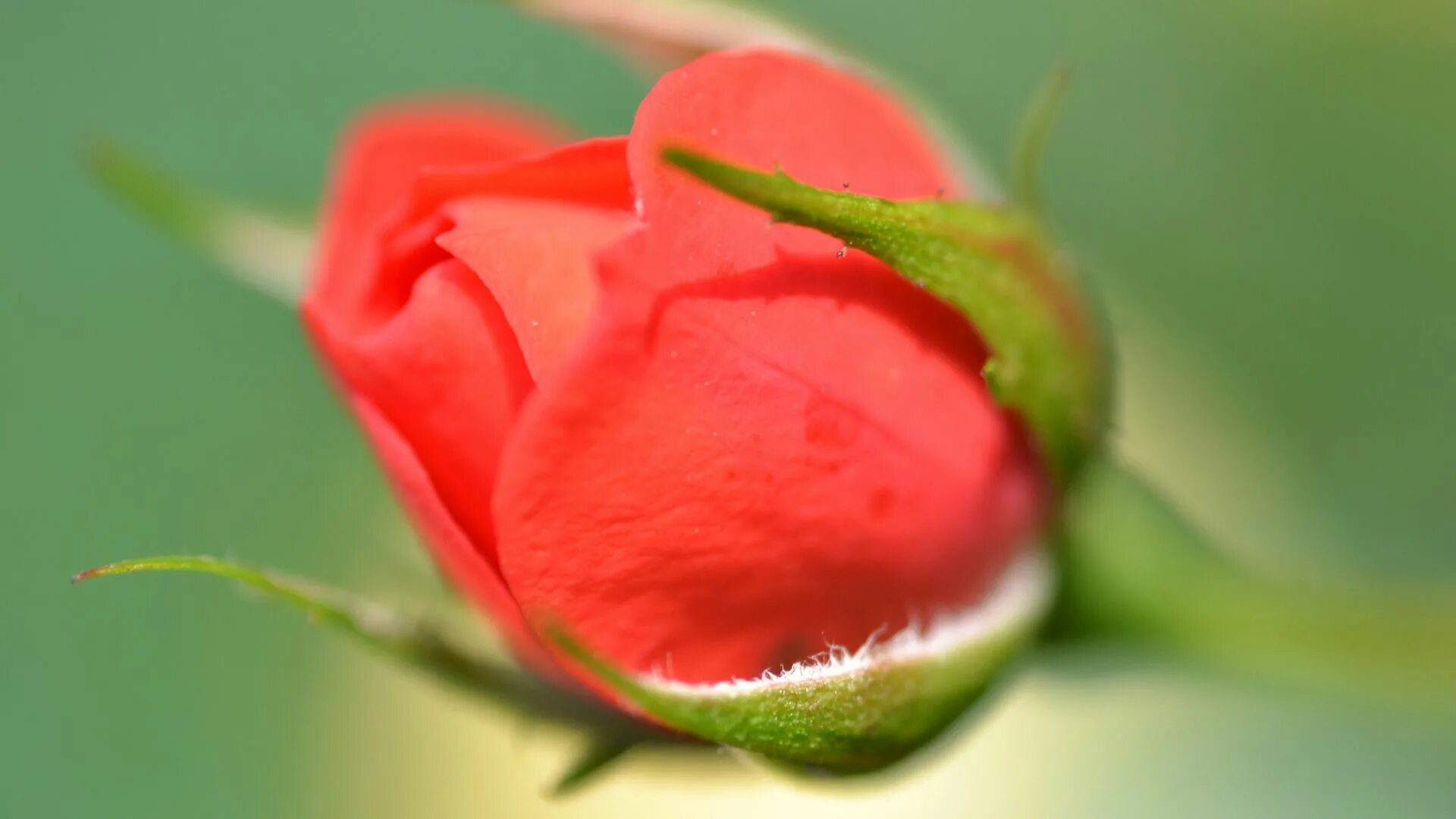 Как выглядят красные бутоны Pin by My Anh on 1. A. File General Beautiful rose flowers, Hybrid tea roses, Ro