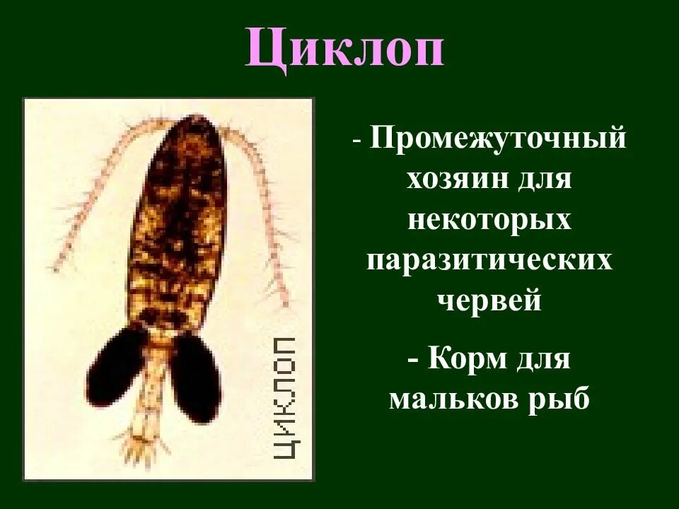 Циклоп промежуточный хозяин. Цикл развития со сменой хозяев. Циклоп рачок строение. Циклопы переносят паразитов. Жизненный цикл широкого лентеца схема.