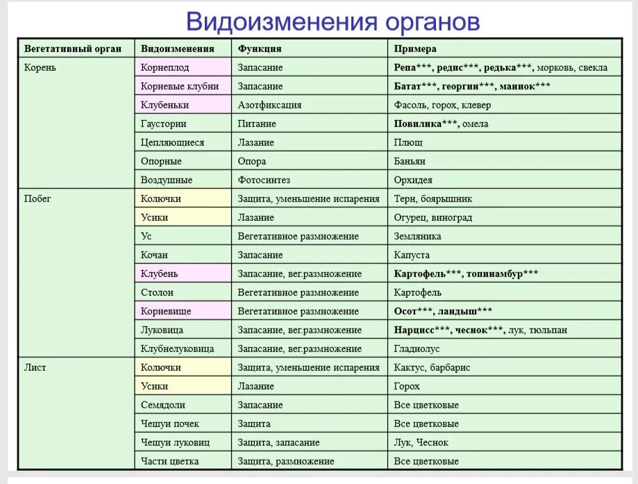 Установите соответствие корень лист. Метаморфозы вегетативных органов растений таблица. Видоизменения органов растений таблица. Видоизмененные вегетативные органы растений таблица. Видоизменения корня таблица.