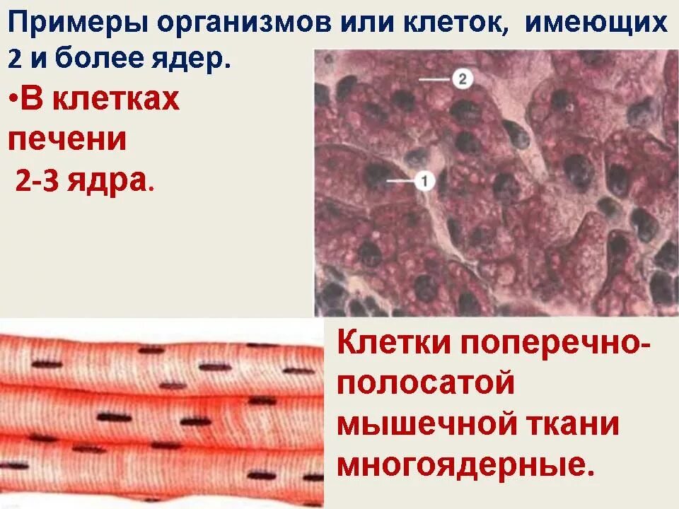 Волокна поперечно полосатой мышечной ткани ядра. Клетки скелетной поперечно-полосатой мышечной ткани. Поперечнополосатая мышечная ткань ядра. Поперечно Скелетная мышечная ткань. Поперечнополосатая мышечная ткань клетки.