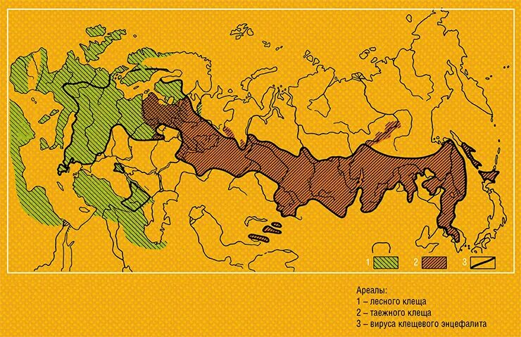 Где водятся энцефалитные клещи. Ареал распространения клещевого энцефалита в России. Ареал распространения клещевого энцефалита в мире. Ареал распространения энцефалитных клещей в мире. Ареал распространения энцефалитных клещей в России.