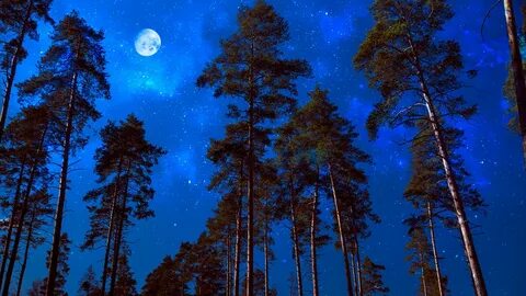 Сосна луна