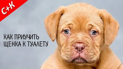 Как приучить взрослую собаку к дому