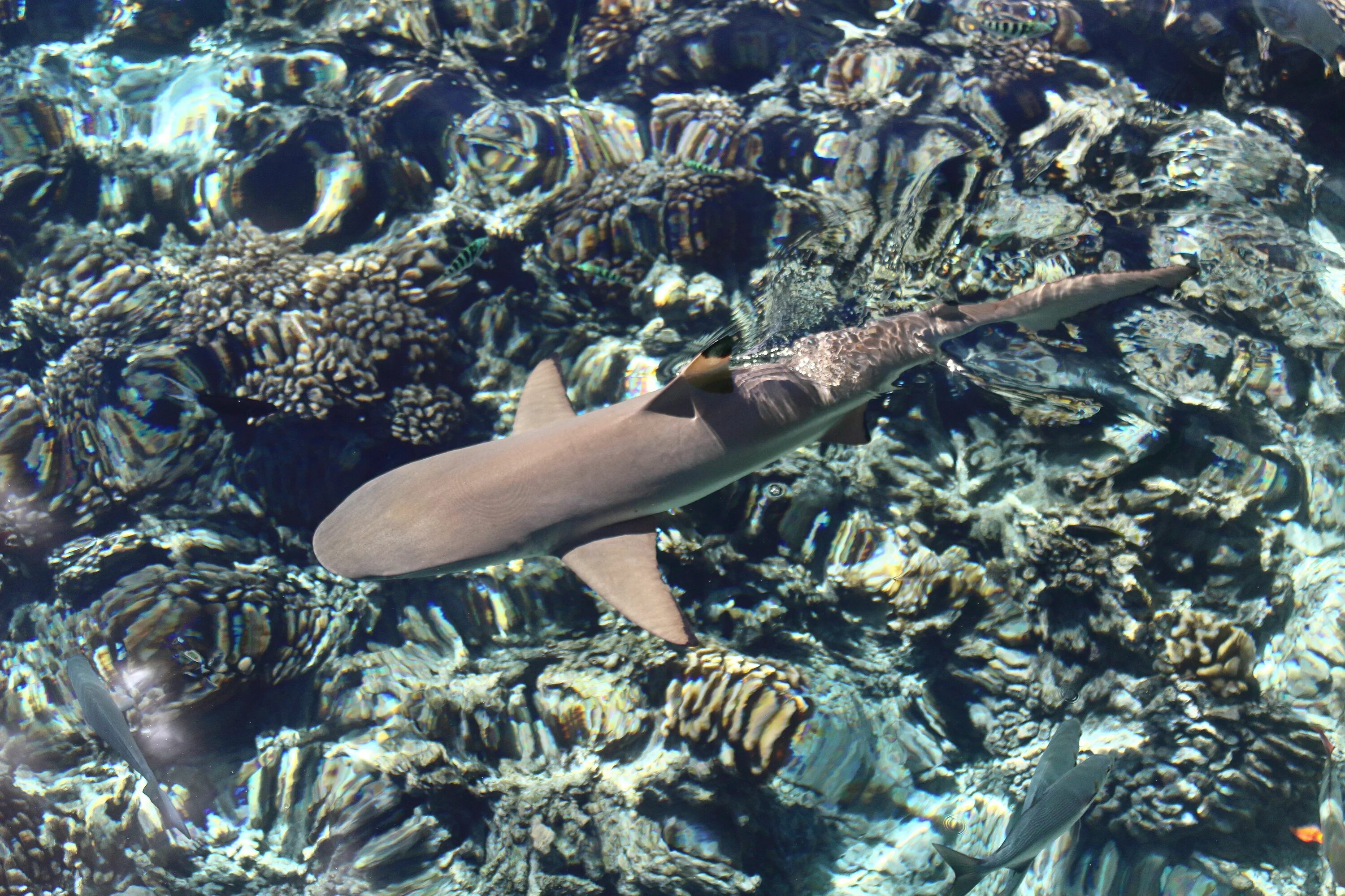 Есть ли в шарме акулы. Shark Reef Шарм Эль Шейх. Blacktip Reef Shark. Маленькая рифовая акула Шарм Эль Шейх.