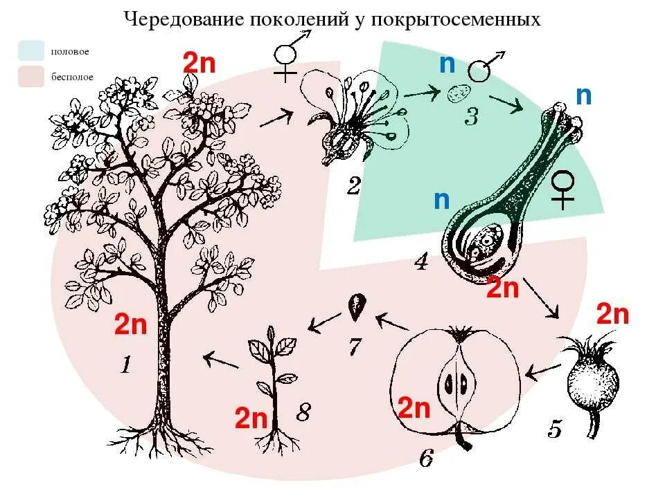 Чередование поколений происходит. Цикл развития покрытосеменных схема. Цикл развития цветковых растений. Жизненный цикл покрытосеменных растений схема. Цикл размножения покрытосеменных ЕГЭ.