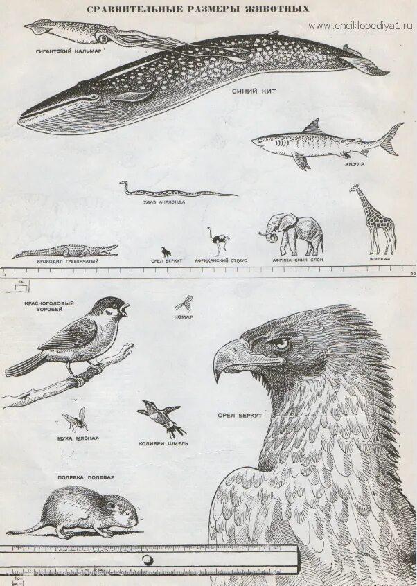 Размеры птиц сравнение. Размеры животных. Сравнение размеров животных. Сравнительные Размеры животных. Сравнительные Размеры птиц.