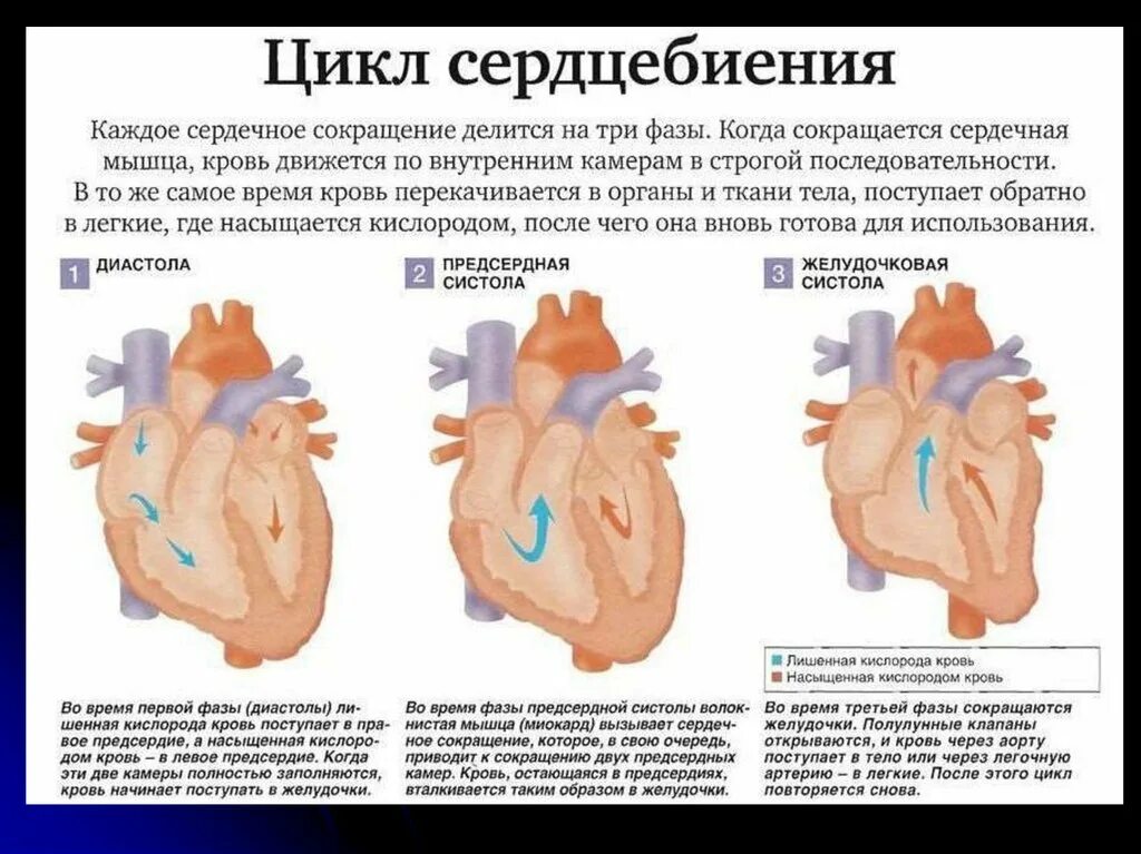 Строение сердца систола диастола. Систола желудочков предсердий и диастола. Систолы желудочков сердечного цикла. Систола желудочка сердца и диастола. Миокард левого предсердия