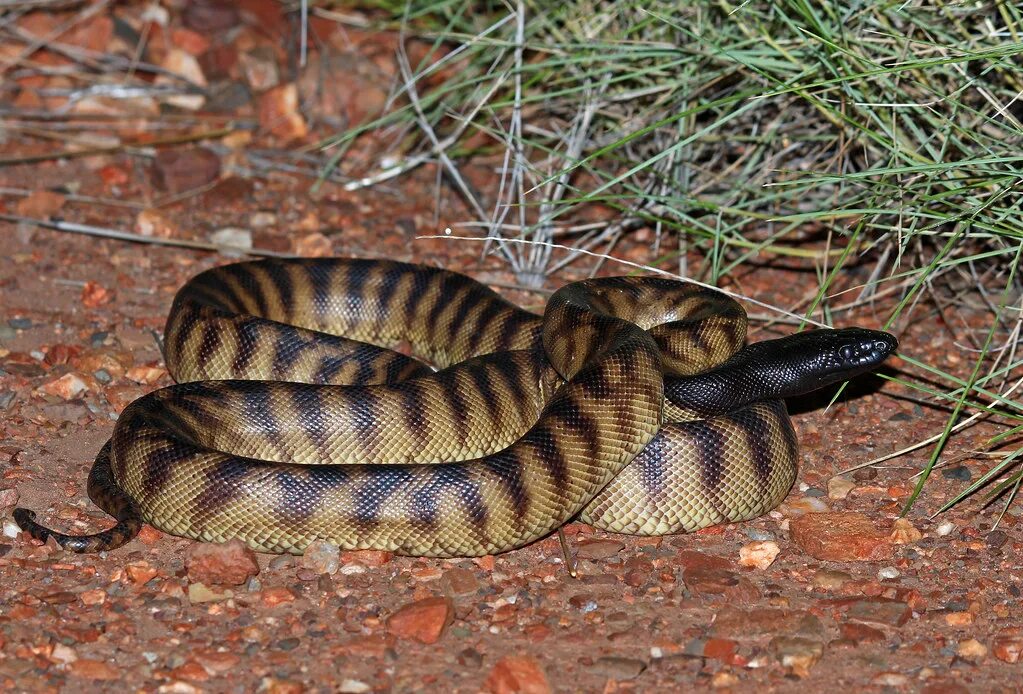 Heading python