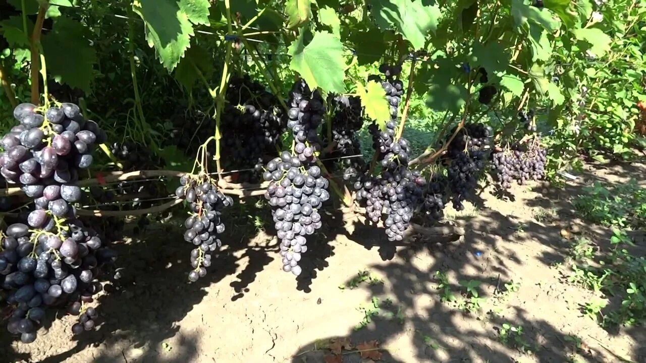 Grapes Syzran, plant nursery, Syzran, ulitsa Lenina, 2 - Yandex Maps