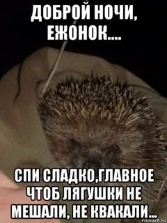 Еж сереж