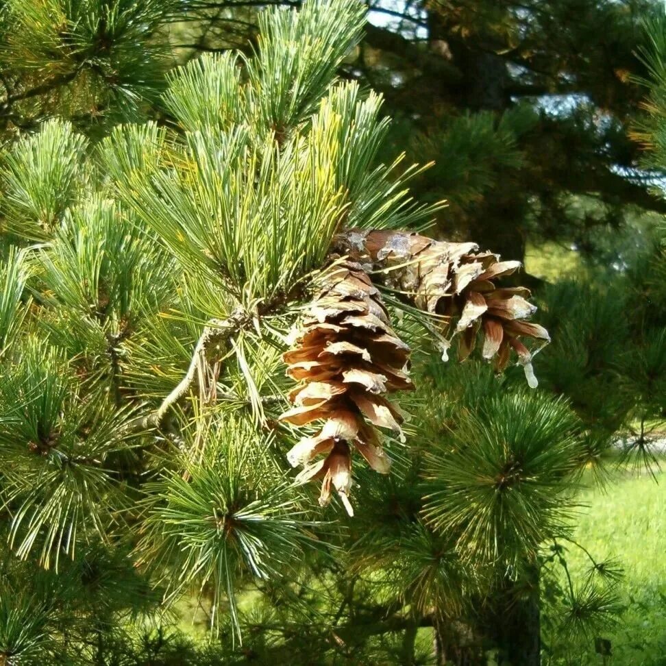 Купить хвойные спб. Сосна Балканская румелийская. Pinus peuce. Сосна Pinus peuce. Сосна румелийская / Македонская / Балканская.