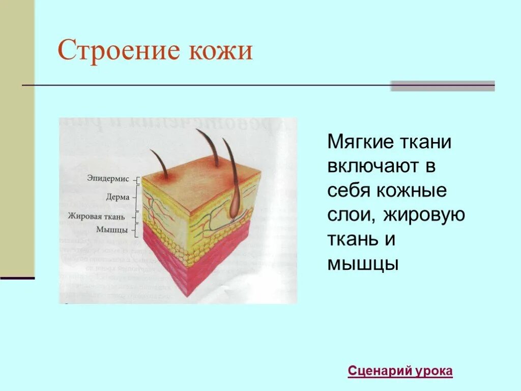 Строение кожи. Строение кожи ткани. Строение мягких тканей человека.