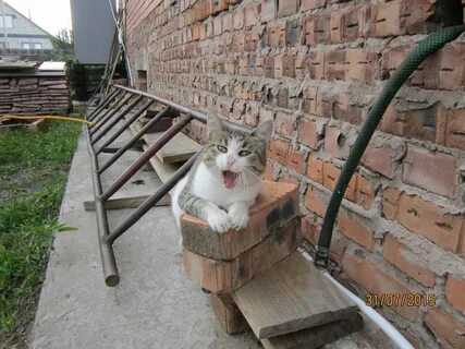 Кот строитель