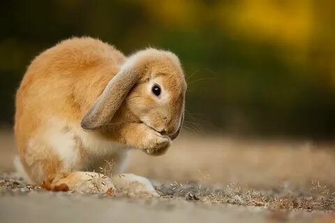 Bunny org