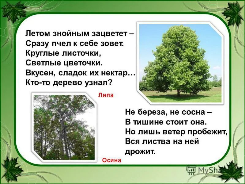 опечалился иван царевич, а березка над ним шелестит. а березка не поверив лету. природа весной. картинки иван-царевич,а березка шелестит ему. а березка не поверив лету.