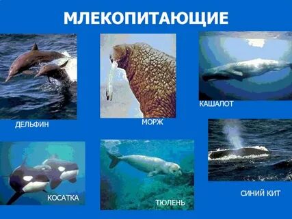 Кит дельфин тюлень к какой