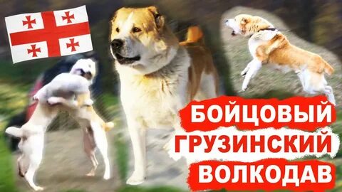 Собака по грузински
