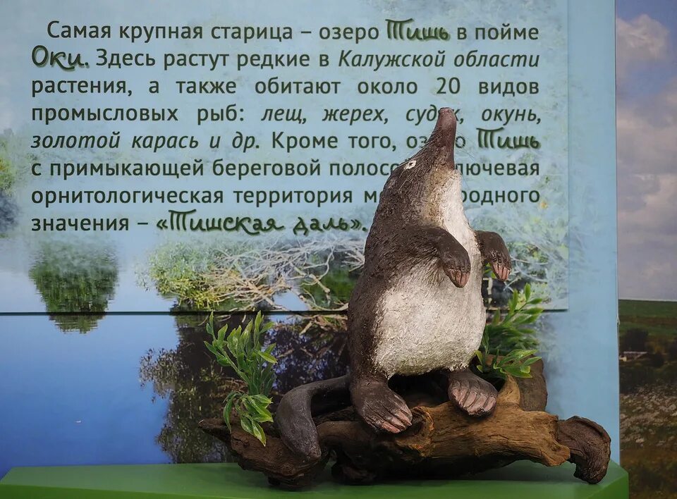 Музей выхухоли калужская. Пиренейская выхухоль (galemys pyrenaicus) ,. Хопёрский заповедник воронежская область. Выхухоль калужская область. Хоперский заповедник выхухоль.