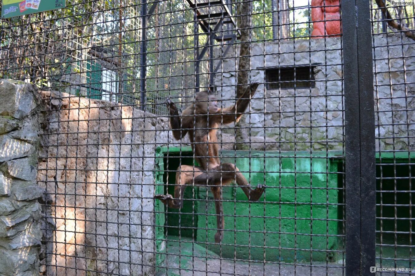 Ялтинский зоопарк 2024. Зоопарк ялта. Ялтинский зоопарк 2024. Зоопарк сказка ялта. Зоопарк ялта.