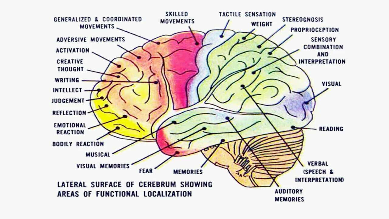 Какие части мозга еще не изучены. Участок мозга отвечающий за зрение. Активирующая система мозга. Структурная организация коры головного мозга. Срез мозга.