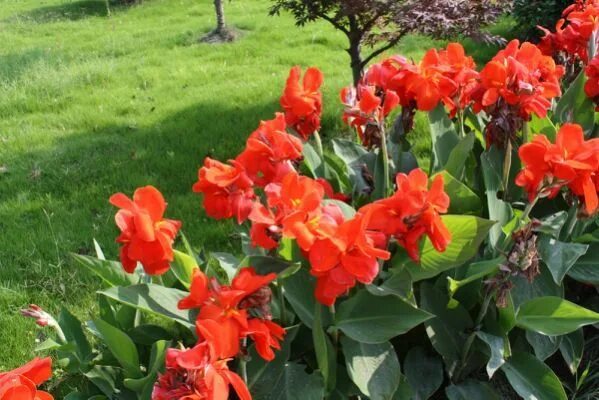 Australia Canna (Canna 'Australia') in Sheboygan Falls Kohler Oostburg Plymouth 