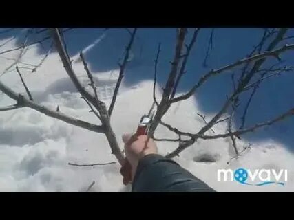 Обрезаем грушу видео