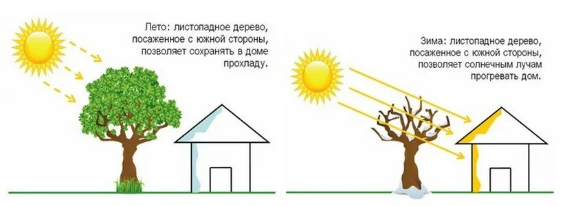 Какие деревья на южную сторону. Как посадить деревья с Южной стороны. Южная сторона дома. С какой стороны дома сажать деревья. Посадка деревьев по сторонам света.