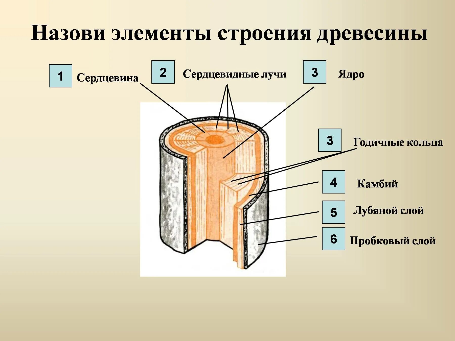 Элементы леса перечислить. Годичные кольца древесины строение. Строение ствола дерева. Древесина строение древесины. Строение ствола дерева схема.