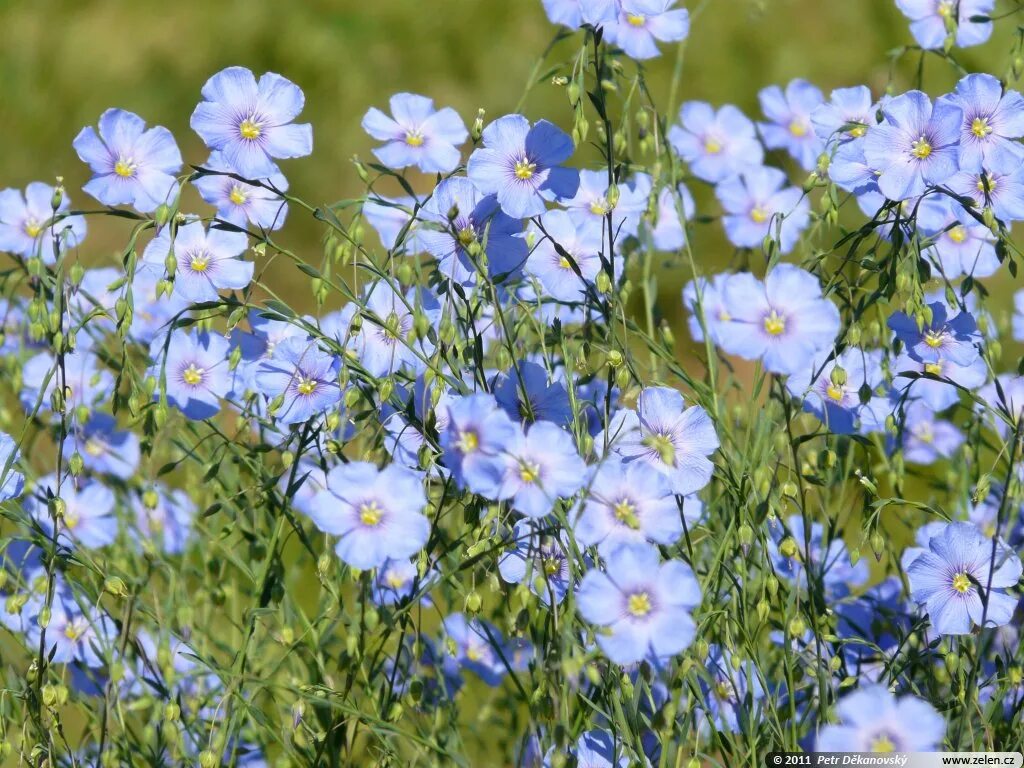 Лен вый. Лен многолетний Linum perenne. Лен многолетний Linum perénne. Лён многолетний – Linum perenne l.. Лен Кудряш масличный.