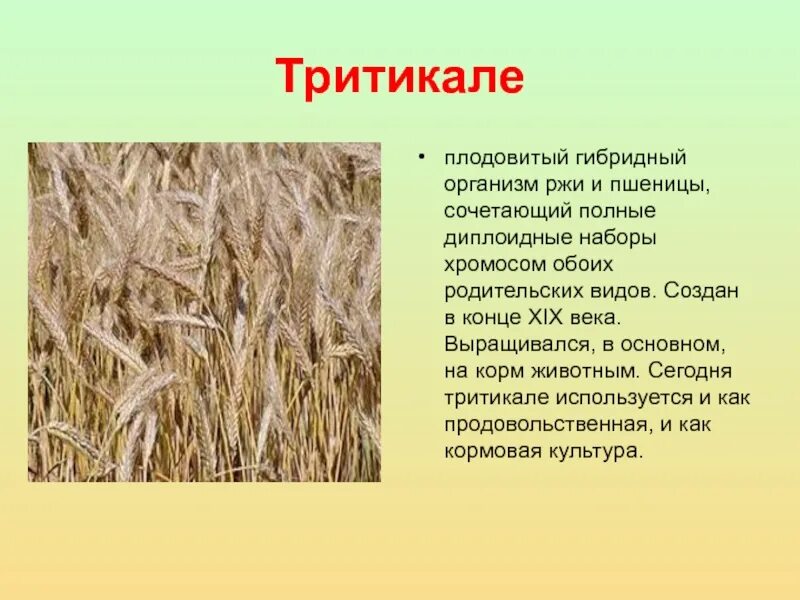 Пшеница мутации