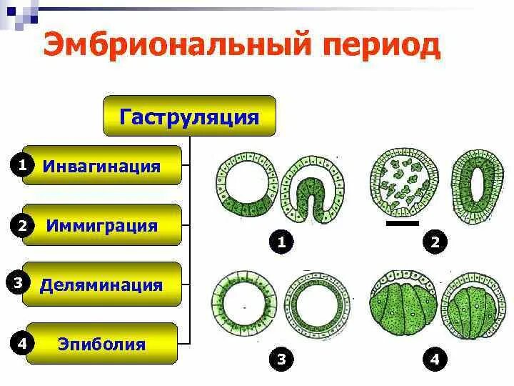 Гены онтогенеза. Эмбриональный период гаструляция. Эмбриональный этап онтогенеза. Эмбриональный период онтогенеза. Эмбриональный период схема.