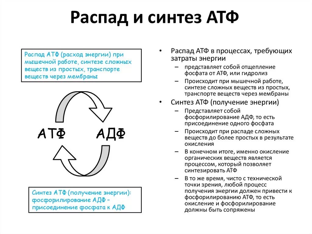 Процессы требующие затрат энергии АТФ. Синтез и распад АТФ. Синтез АТФ из АДФ. Клеточные процессы требующие затрат энергии АТФ.