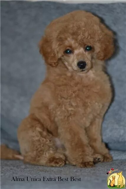 Той пудель. Стрижки для той пуделя девочки щенка. Caniche nain порода собак. Белый той пудель взрослый. Королевский пудель мини.