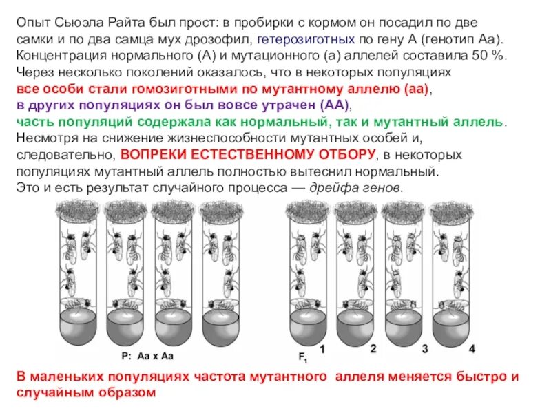 Опыт с мухой. Опыт Райта дрейф генов. Сьюэлла Райта дрейф генов. Опыт Райта дрейф генов кратко. Опыт Сьюэлла Райта.