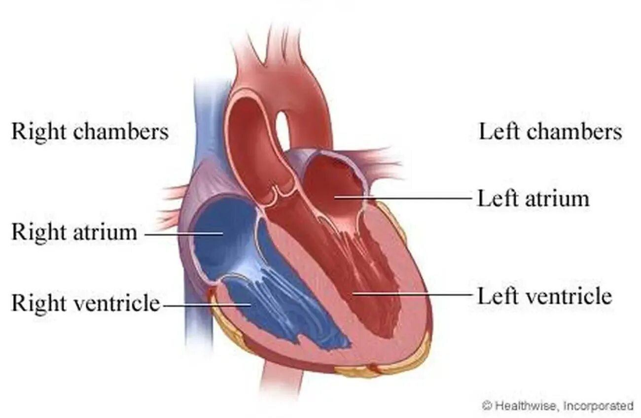 Предсердия и желудочки сердца. Сердце желудочки и предсердия схематически. Камеры сердца (предсердия, желудочки). Строение сердца 4 камеры. Правое предсердие отделено от правого желудочка