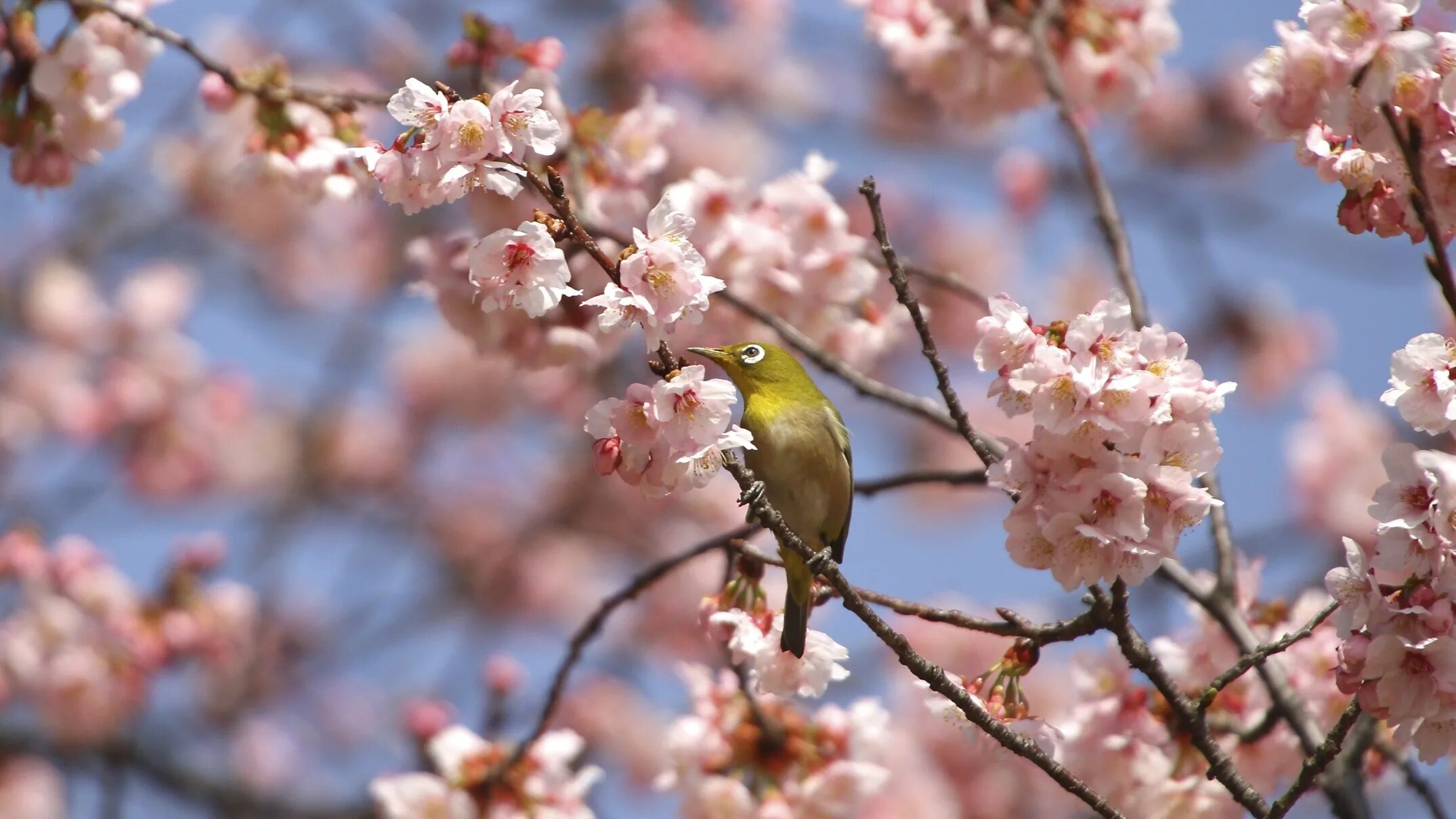 Весенние птицы на дереве. Птицы весной. Весенние птички.