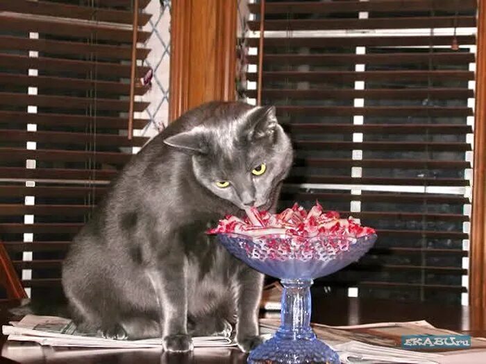 кошка ест конфеты. работа пока делается. одна беда не беда. пока хозяев. пока хозяев.