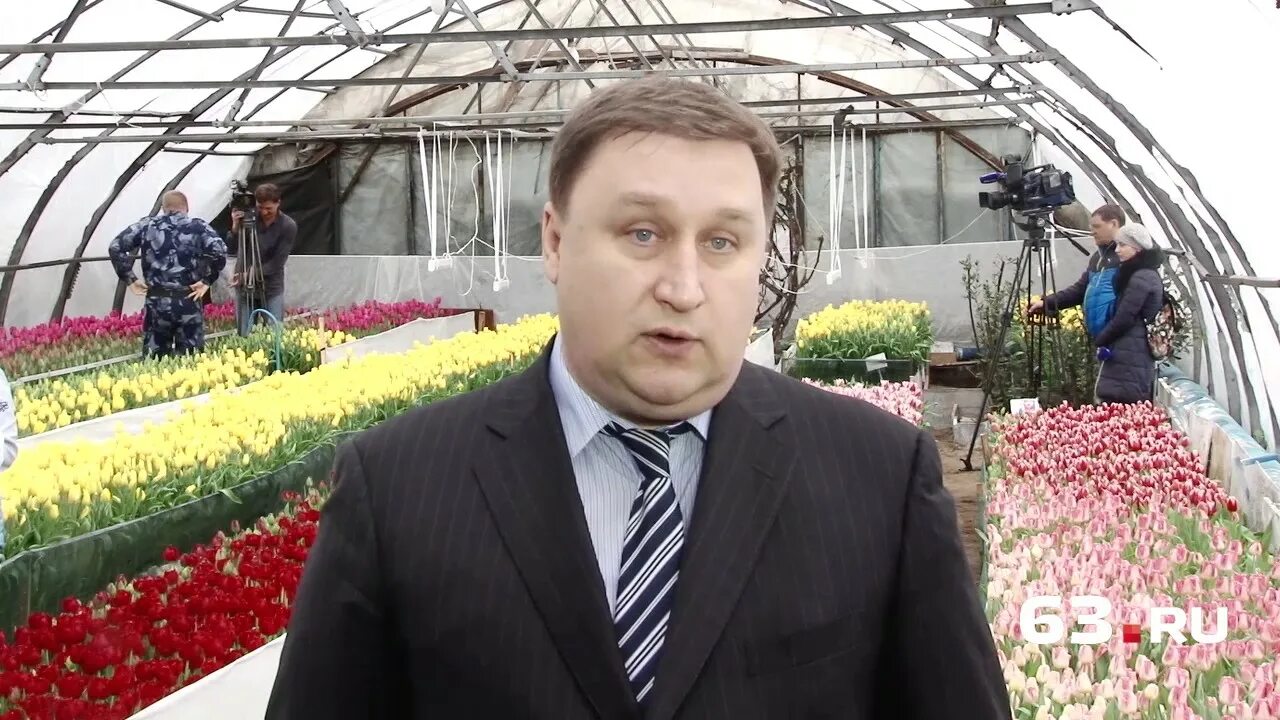 Брянск выращивают тюльпаны. Тюльпан бахромчатый канаста "canasta". Выращивание тюльпанов в промышленном масштабе. Кучеров тюльпаны. Кучеров тюльпаны.