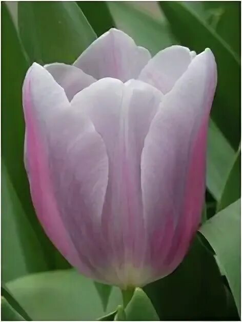 Pin by fleuriste on tulipes de tous les couleur Flowers, Plants, Rose