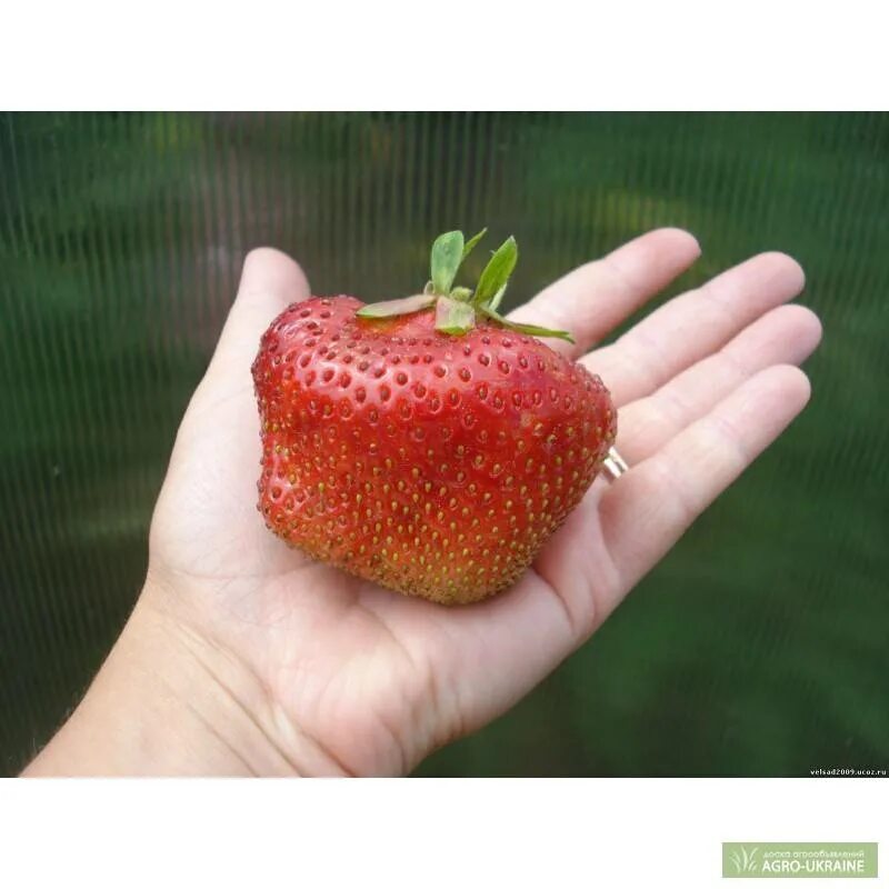 Сорт клубники чамора туруси. Земляника чамора туруси. Клубника чамора. Земляника чамора туруси. Сорт клубники чамора.