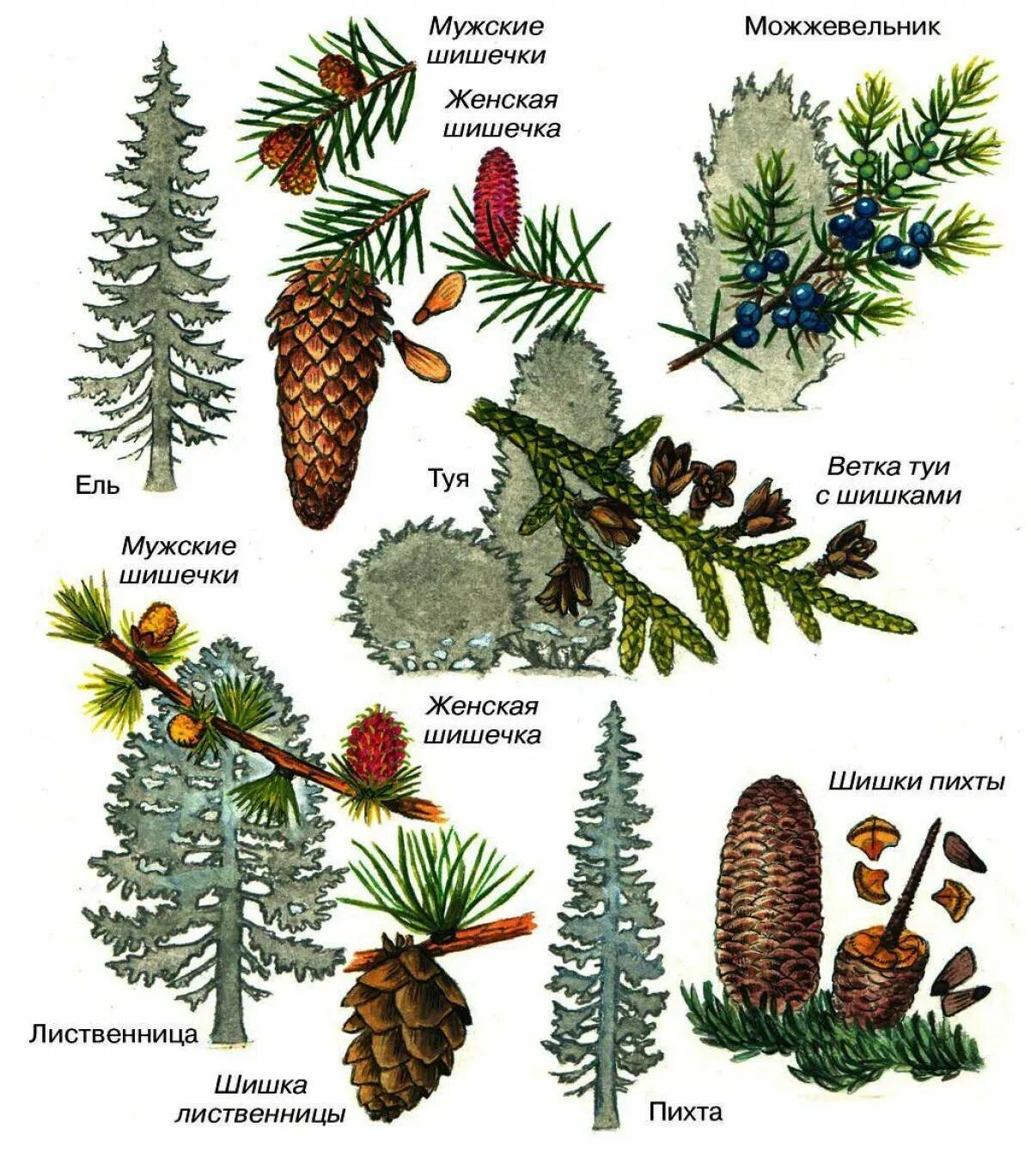 Хвойные растения 5 класс. Сосна ель лиственница шишки. Хвоинки и шишки хвойных деревьев. Шишки пихты Голосеменные. Ель сосна пихта.