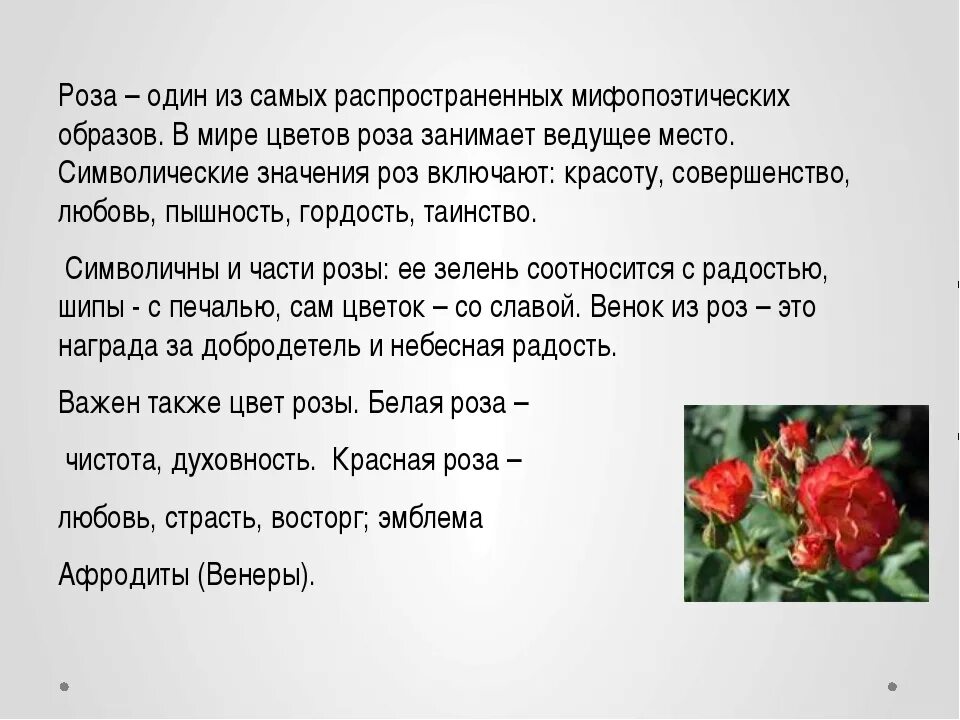 Значение 1 розы. Текст описание цветка розы. описать цветок розу. образ цветка в поэзии.