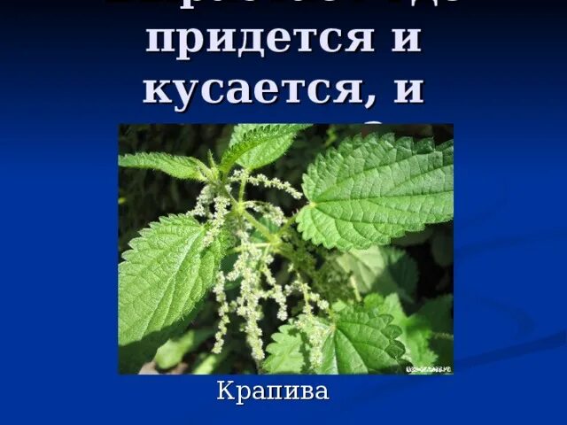 Зачем крапива жалит. Крапива жжется. Кусачая крапива. Почему крапива жалит.