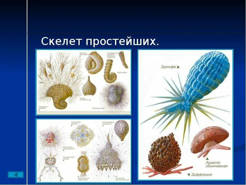 Скелет простейших животных. Скелет простейших. наружный скелет простейших. внутренний скелет простейших. простейшие.